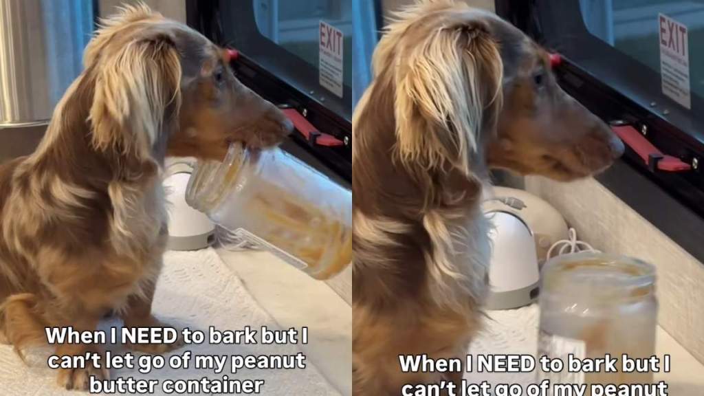 dog peanut butter video