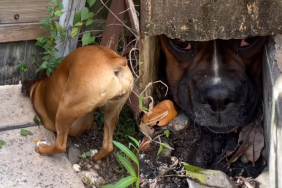 dog fence video
