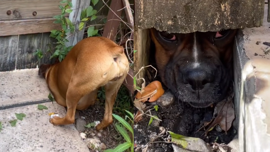 dog fence video