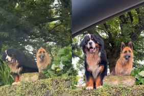 dog watch owner video