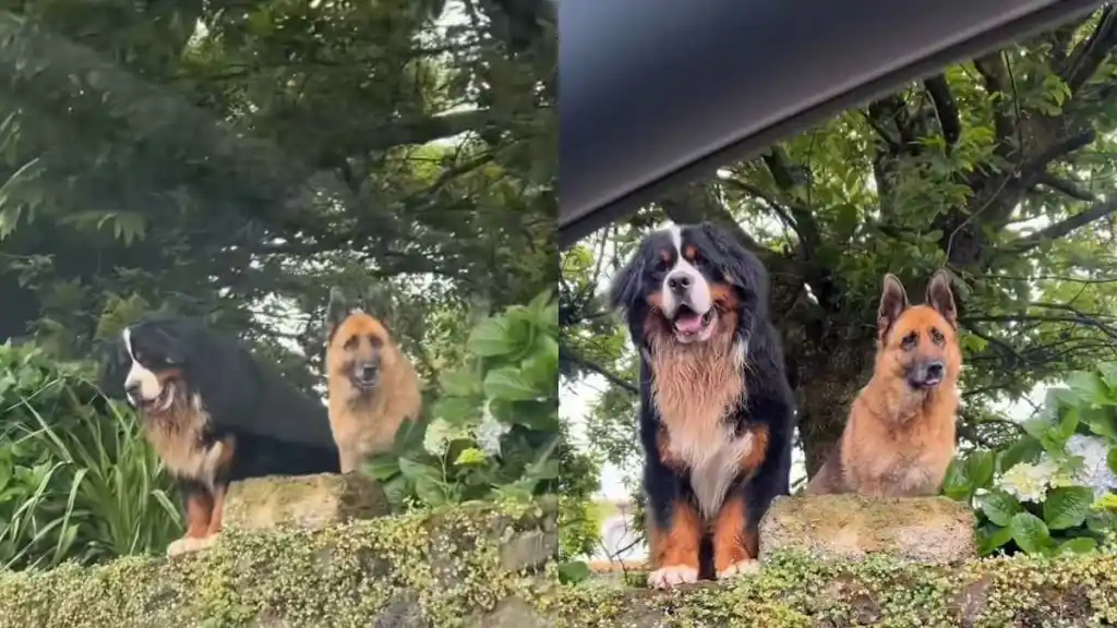 dog watch owner video