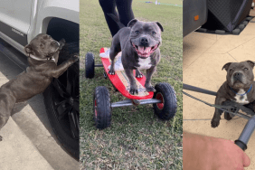 Blue Staffy wheels video