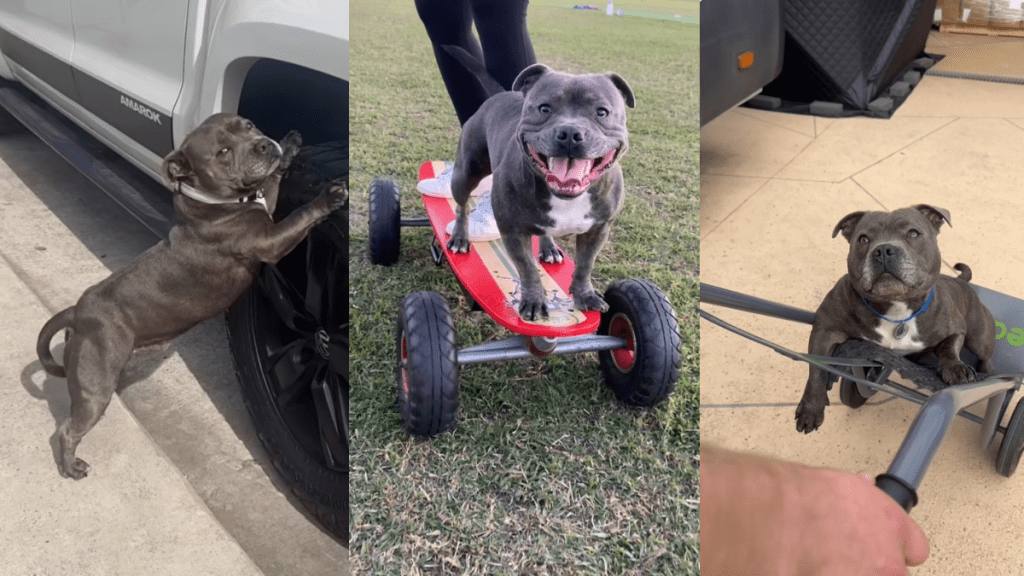 Blue Staffy wheels video