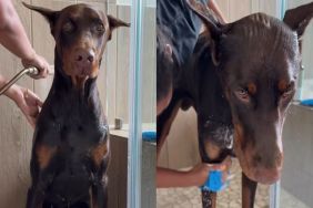 Doberman worst day video