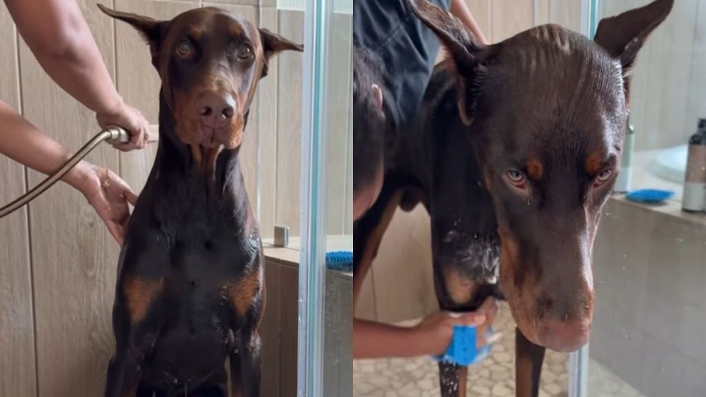 Doberman worst day video