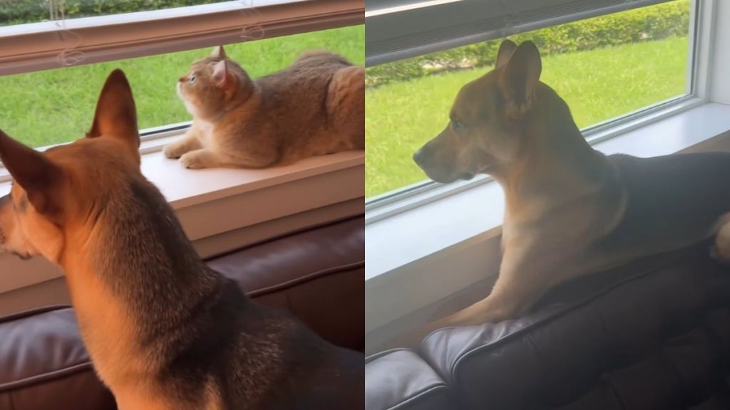 rescue puppy cat video