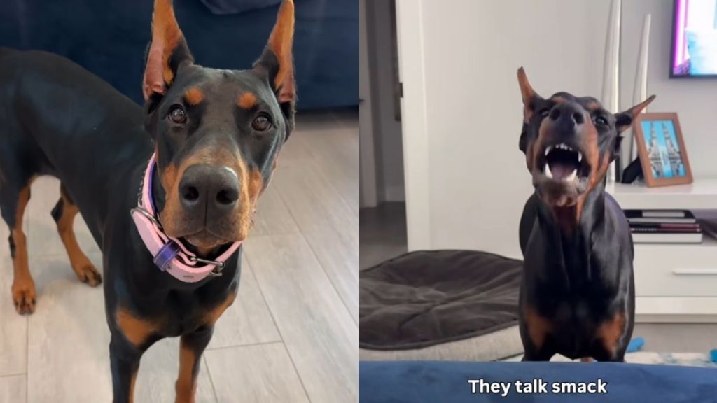 dog talking video