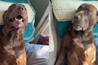 Labrador wood chip video