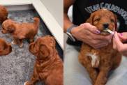 Goldendoodle puppy video