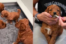 Goldendoodle puppy video