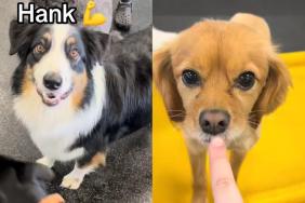 dog human names video