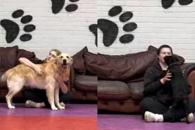 Daycare dogs video