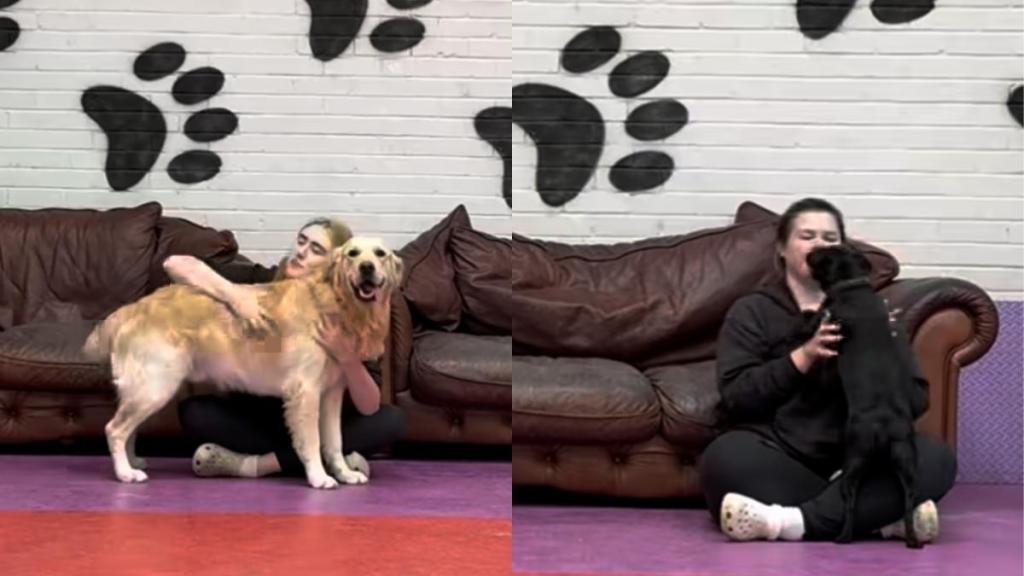 Daycare dogs video