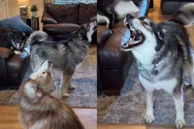 Dog pack uncle video
