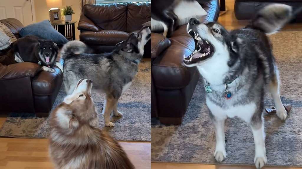 Dog pack uncle video