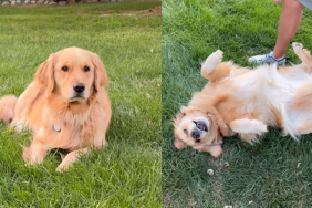 Golden Retriever video