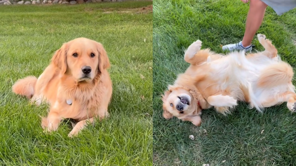 Golden Retriever video