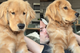 Golden Retriever paw video