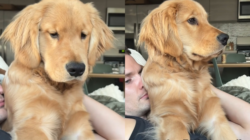 Golden Retriever paw video