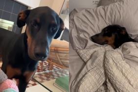 Doberman toddler video