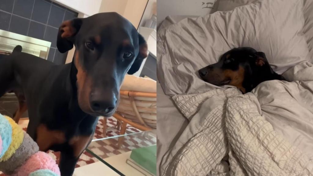 Doberman toddler video