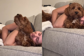 Goldendoodle cuddles video