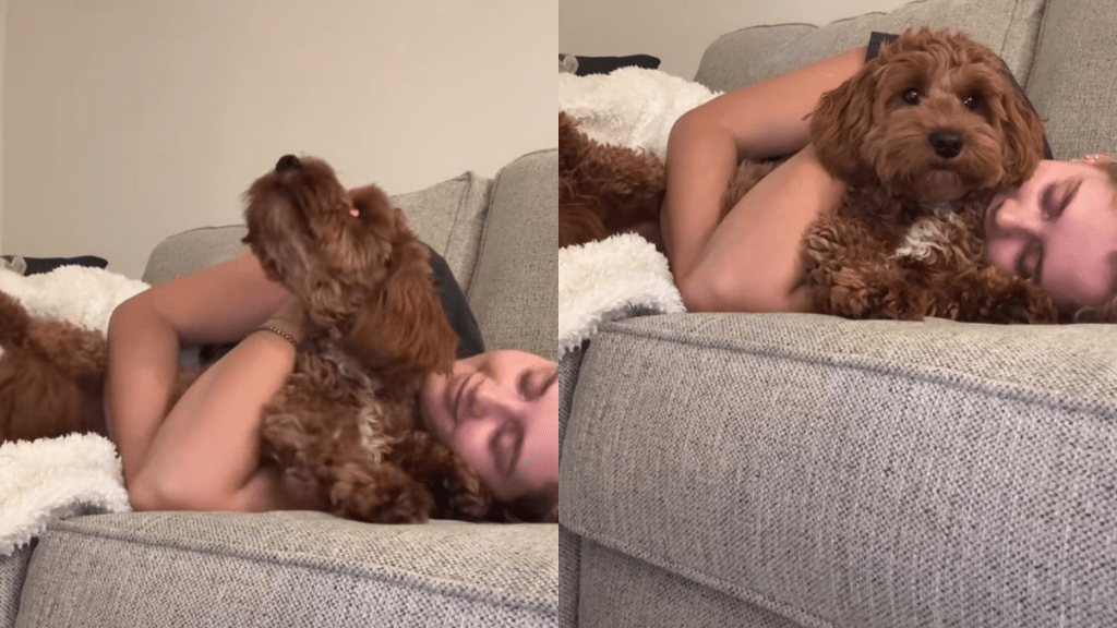 Goldendoodle cuddles video