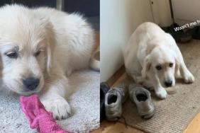 Golden Retriever puppy video