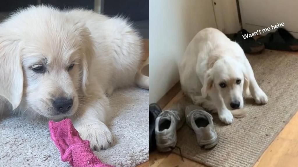 Golden Retriever puppy video