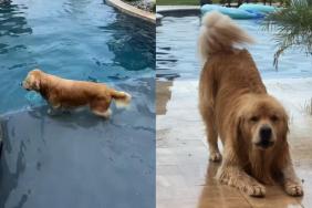 Golden Retriever water video
