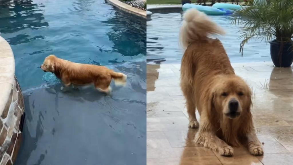 Golden Retriever water video