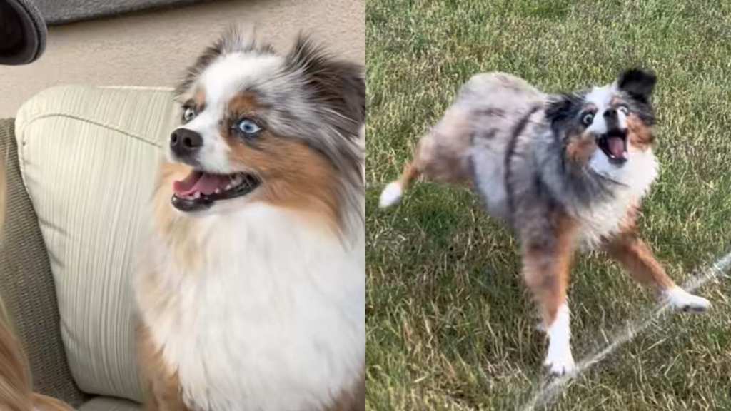 Dog hose video
