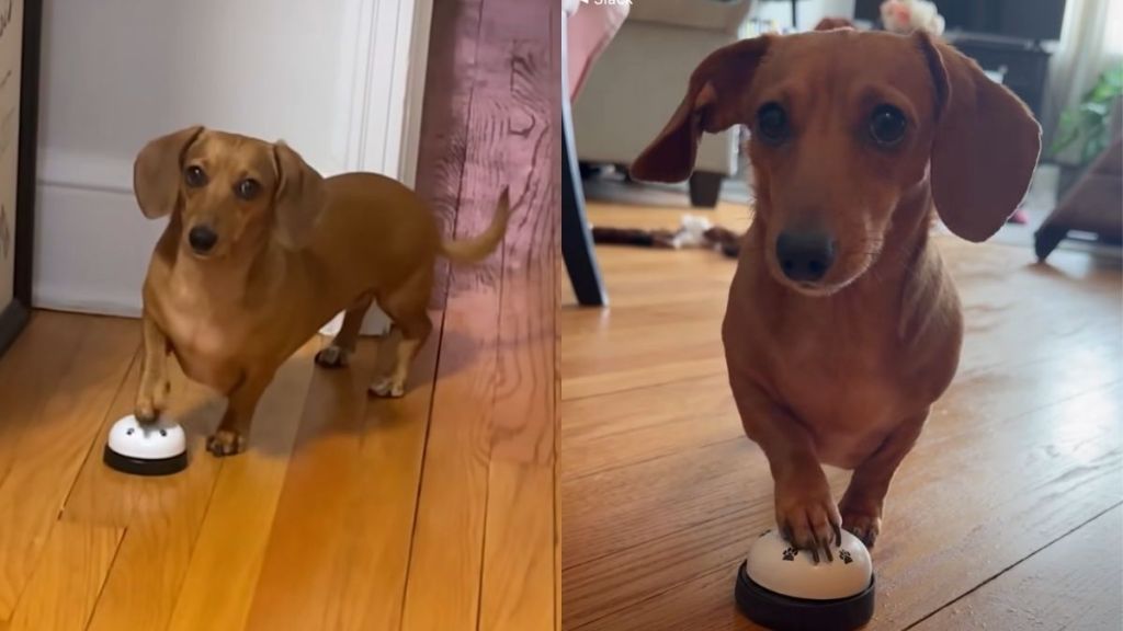 Dachshund bell video
