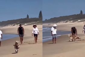 Dog beach video
