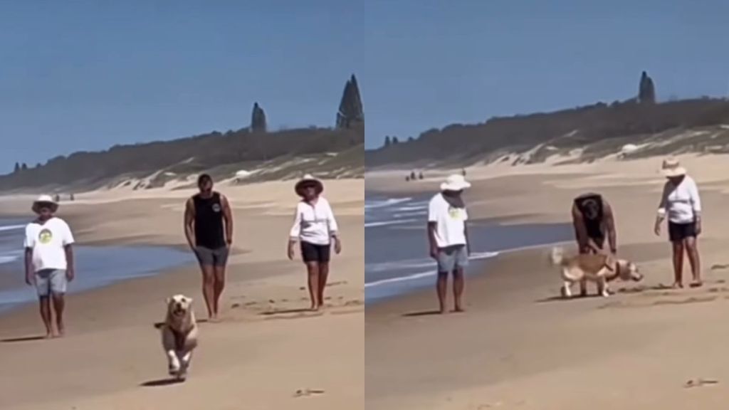 Dog beach video
