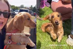 Dachshund Weiner race video