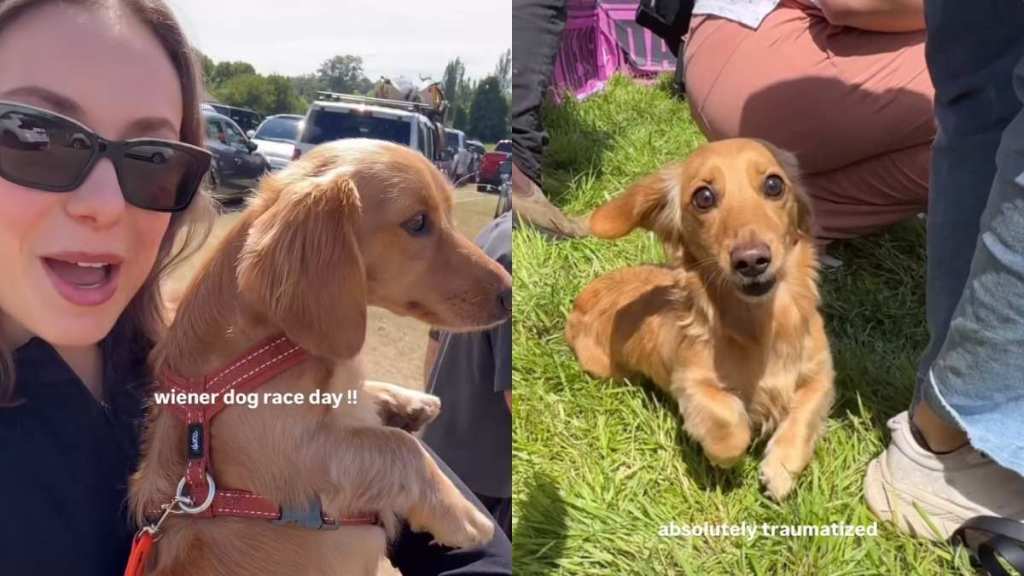 Dachshund Weiner race video