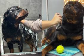 Rottweiler groomer video