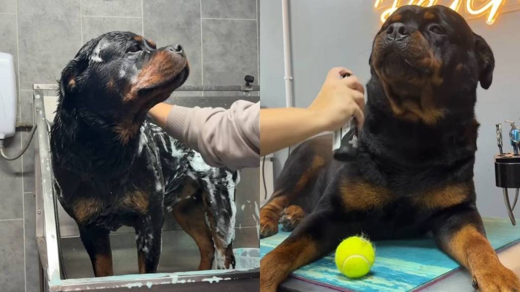 Rottweiler groomer video
