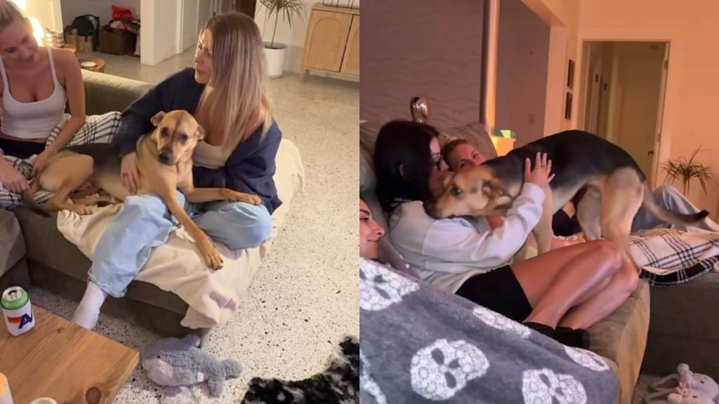 rescue puppy video