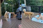Golden Retriever drink video