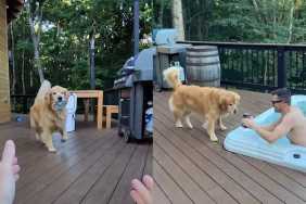 Golden Retriever drink video