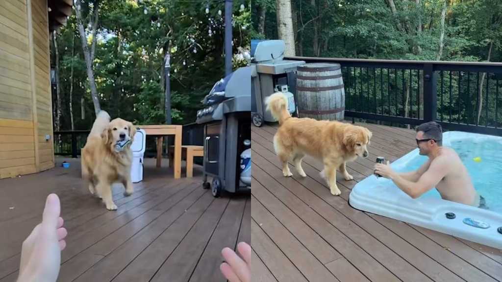 Golden Retriever drink video