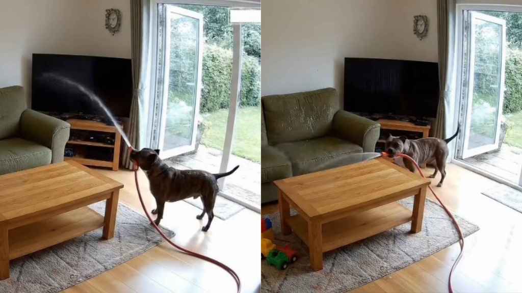 dog ai video