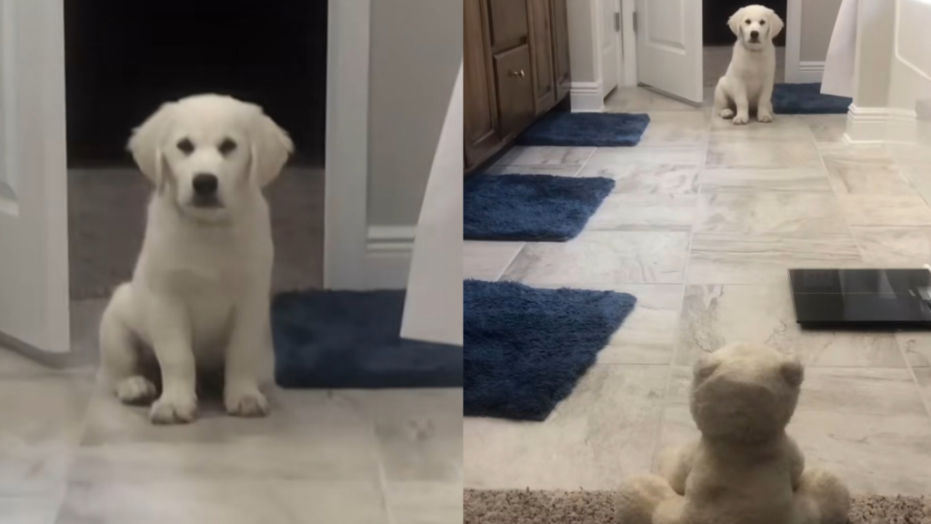 Puppy teddy bear video