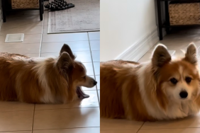 Corgi floor video