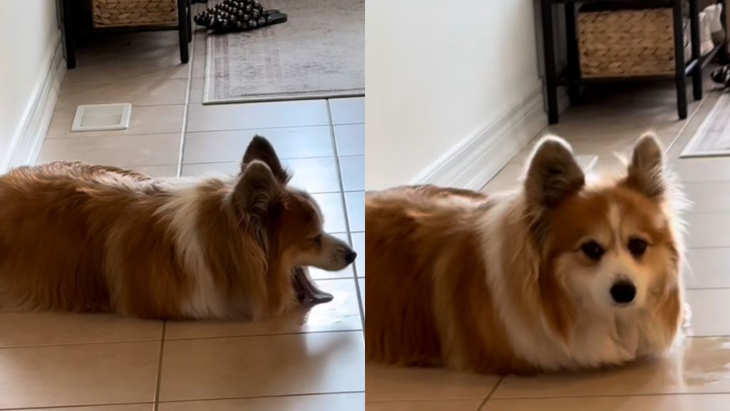Corgi floor video