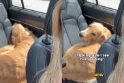 Golden Retriever pup cup video