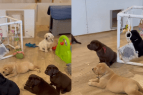 Baby Labradors video