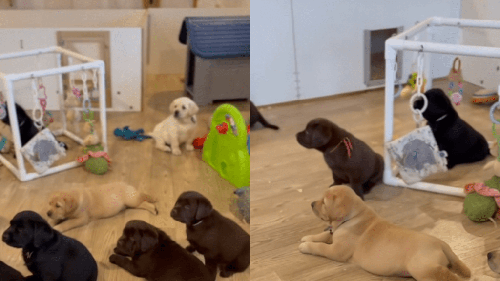 Baby Labradors video